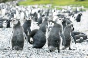 Foto: Uguns Zeme. Vārti uz ledus kontinentu